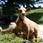 Con bê đầu tiên được sinh ra sau đột phá phôi IVF