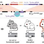 CRISPR / Cas9 được sử dụng để kiểm soát di truyền ở chuột