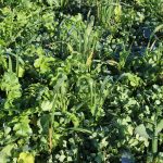 Hỗn hợp che phủ ‘phải’ tốt cho cả Chesapeake và hệ thống đáy