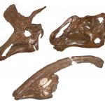 Sự bùng nổ tiến hóa dẫn đến những cái đầu kỳ lạ và tuyệt vời của Khủng long mỏ vịt