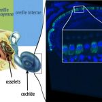 Liệu pháp gen giúp đảo ngược điếc bẩm sinh ở chuột