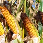 Môi trường ảnh hưởng lớn hơn đến sức khỏe của ngô so với di truyền