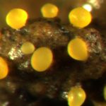 Một vi khuẩn xã hội với thói quen linh hoạt