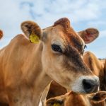 Mua và bán gia súc có thể liên kết các trang trại riêng lẻ với hàng ngàn trang trại khác với mỗi lần mua