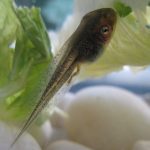 Các nhà khoa học tìm thấy loại tế bào mới giúp đuôi của nòng nọc tái tạo