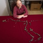 Phát hiện họ hàng mới cao 3 feet của Tyrannosaurus rex