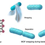 ‘Spacesuits’ bảo vệ các vi khuẩn được định sẵn để sống trong không gian