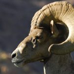 Sự chuyển dịch của cừu bighorn ở Arizona có kết quả từ việc di truyền tích cực