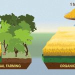 Thực phẩm hữu cơ tồi tệ hơn cho khí hậu?