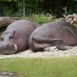 Tư thế nghỉ ngơi được xác định bởi kích thước của động vật