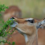 Việc động vật ăn cỏ tăng hay giảm sự đa dạng thực vật phụ thuộc vào những gì chúng muốn ăn