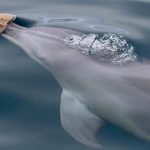 Cá heo hình thành tình bạn thông qua những sở thích chung giống như chúng ta, nghiên cứu cho thấy﻿