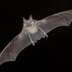 Dịch chuyển Doppler tạo tai trong Bat Biosonar