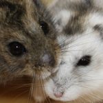 Hamster lấy tín hiệu từ giảm chiều dài ngày để chuẩn bị cho mùa đông dài