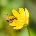 Họ Ruồi giả Ong di cư là ‘chìa khóa’ khi nhiều côn trùng suy giảm