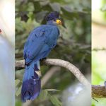 Biến đổi khí hậu trong quá khứ đã đẩy chim từ bán cầu bắc đến vùng nhiệt đới