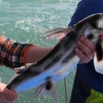 Cá mập voi tiến hóa chậm cung cấp những hiểu biết mới về sinh lý của con người