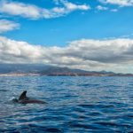 Phân loài mới của cá voi thí điểm được xác định ở Thái Bình Dương