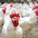 Các nhà nghiên cứu tìm thấy các gen có thể giúp tạo ra những con gà kiên cường hơn