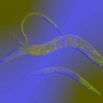 Các nhà sinh học cho biết việc tránh nguy hiểm có thể được mã hóa trong bốn thế hệ.