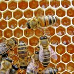 Con ong có thể liên kết các biểu tượng với số, nghiên cứu tìm thấy