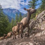 Điều gì thúc đẩy sự di cư nai sừng tấm khổng lồ của Yellowstone?