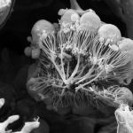 Động vật đa bào phát triển như thế nào