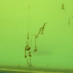 Hậu quả của sự cố tràn dầu Deepwater Horizon