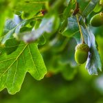 Hóa thạch Argentina đưa lịch sử gia đình sồi và gỗ dẻ gai vào Nam bán cầu