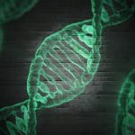 Làm thế nào các gen có thể tương tác để xây dựng các mô và sinh vật