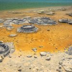 Làm thế nào mà dòng chảy hình thành màng sinh học vi khuẩn?