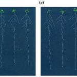 Làm thế nào tín hiệu đồng thau làm cho rễ phát triển dài hơn khi thiếu nitơ