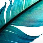 Lông vũ đến trước, sau đó là chim