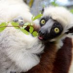 Lý do đáng ngạc nhiên tại sao một số vượn cáo có thể nhạy cảm hơn với mất rừng