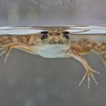 Môi trường Oxy gây ra mất màng ngón tay ở động vật lưỡng cư