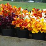 Những thách thức của hoa cắt đặc sản Bắc Mỹ