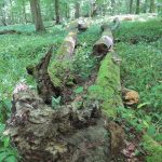 Nói chuyện với nhau: Làm thế nào bảo tồn rừng có thể thành công