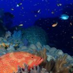 Sự thay đổi nhanh chóng trong các rạn san hô khiến các cuộc kêu gọi toàn cầu phải suy nghĩ lại