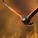 Sự truy đuổi con mồi của Hawks có ý nghĩa trong việc bắt giữ những kẻ không người lái giả mạo