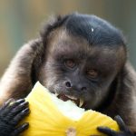 Tác động của con người đến các hoạt động và hành vi xã hội của khỉ Capuchin