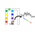 Tín hiệu não ẩn đằng sau bộ nhớ làm việc