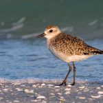 Tính cách chim bị ảnh hưởng bởi cả tuổi tác và kinh nghiệm