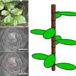 Toán học của lá cây