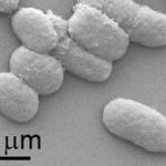 Vi sinh vật mới cho sinh khối tảo để sản xuất nhiên liệu thay thế