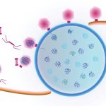 Virus được tìm thấy sử dụng ‘máy chạy bộ’ phức tạp để di chuyển hàng hóa qua các tế bào vi khuẩn