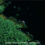 Cá voi mắc cạn được phát hiện từ không gian