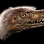 Các nhà cổ sinh vật học phát hiện ra mẫu vật Saurornitholestes langstoni hoàn chỉnh