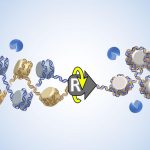 Các nhà khoa học giải mã bí ẩn đằng sau sự sao chép DNA