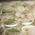 Các nhà nghiên cứu kêu gọi phát triển có trách nhiệm của sinh học tổng hợp