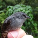 Mô tả khoa học đầu tiên về loài chim khó nắm bắt làm sáng tỏ cảnh ngộ của những khu rừng ở Borneo